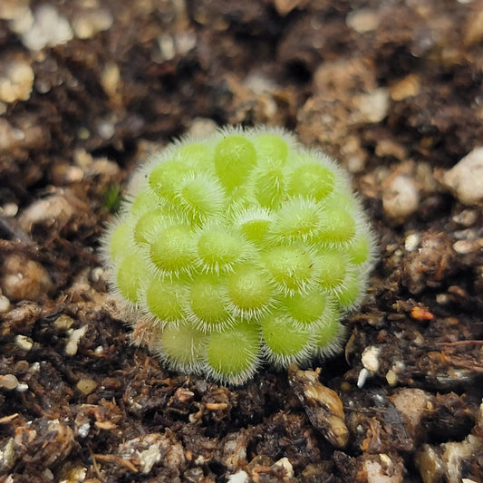 Pinguicula agnata x gypsicola butterwort with bright green hairy rosettes in soil on Tampa Home & Garden Store