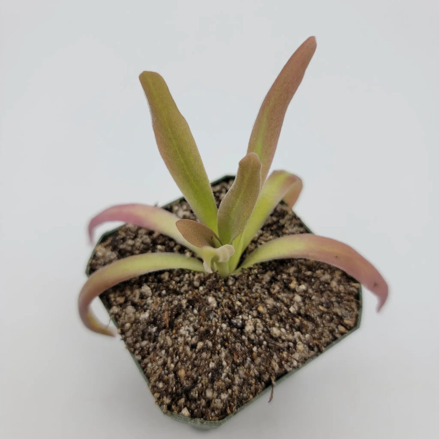 Pinguicula 'Aphrodite' - Tampa Home & Garden Store