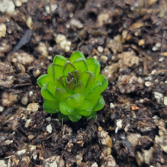 Pinguicula Calderoniae Llano del Conejo butterwort rosette green spoonlike leaves in soil on Tampa Home & Garden Store