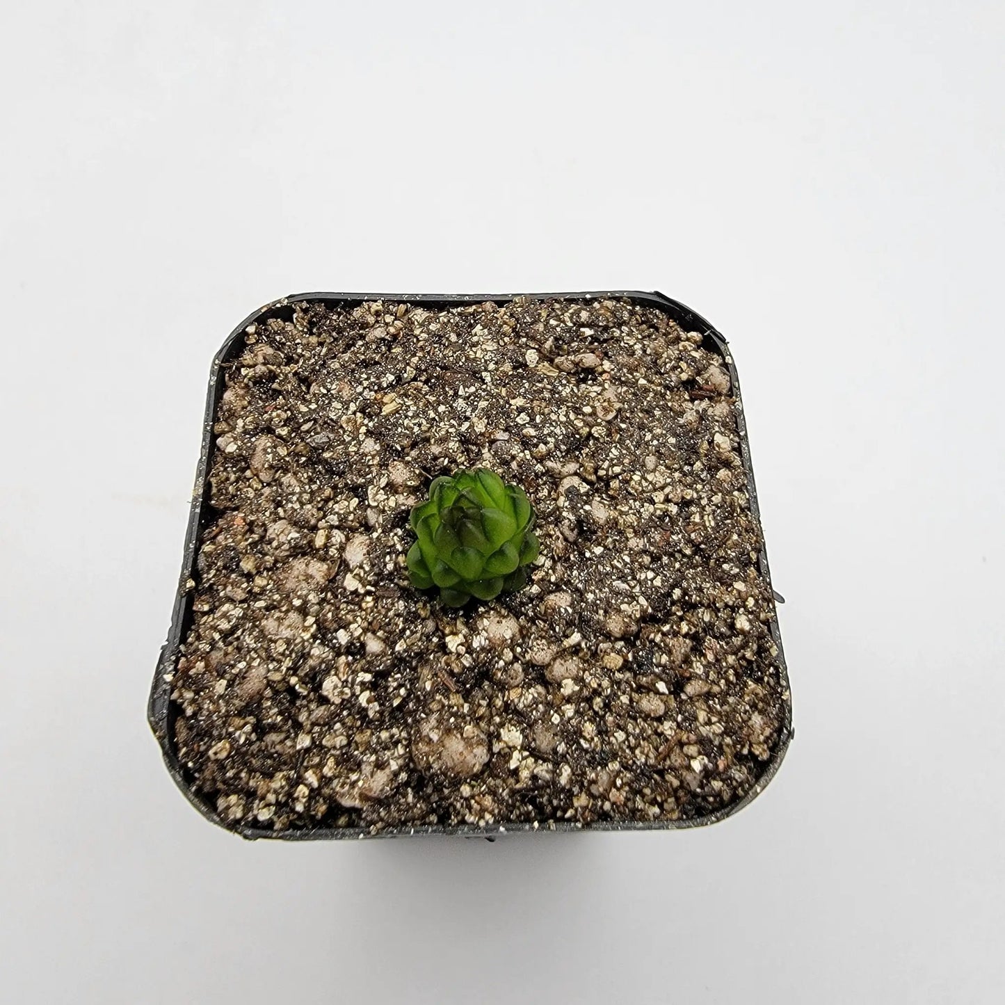 Pinguicula calderoniae {llano del conejo, San Luis Potosi} - Tampa Home & Garden Store