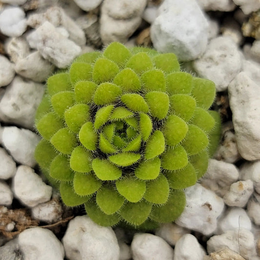 Pinguicula conzattii butterwort rosette with lime-green leaves and fine hairlike edges on Tampa Home & Garden Store
