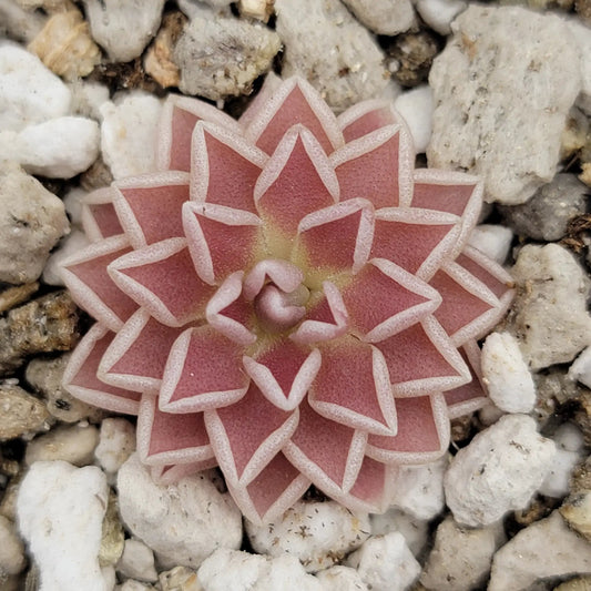Pink Pinguicula ehlersiae butterwort pink rosette on white gravel Rainbow Carnivorous Plants on Tampa Home & Garden Store
