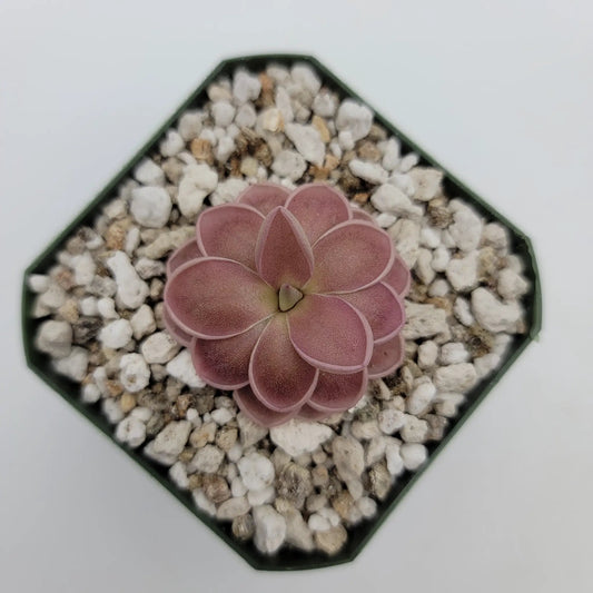 Pinguicula ehlersiae x mesophytica butterwort pink rosette in gravel Rainbow Carnivorous Plants on Tampa Home & Garden Store