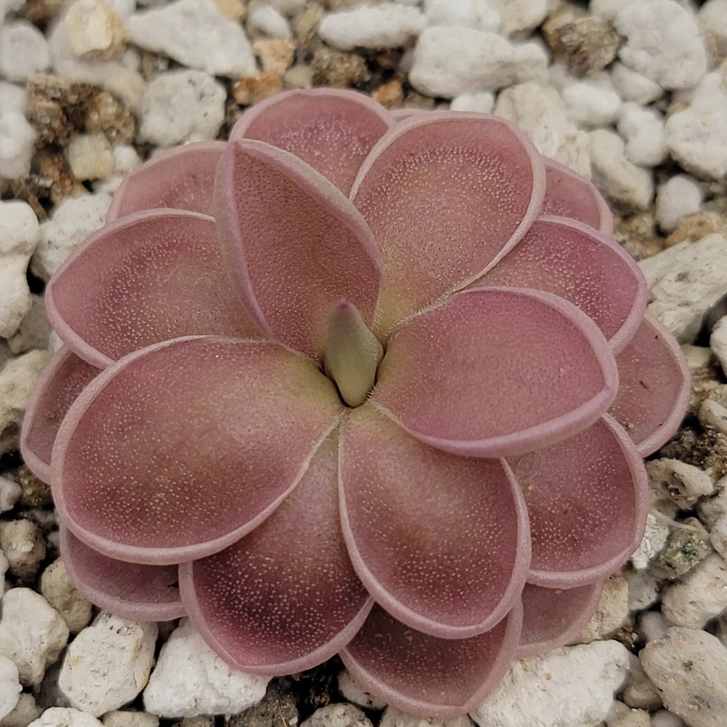 Pinguicula ehlersiae x mesophytica (clone #001) - Tampa Home & Garden Store