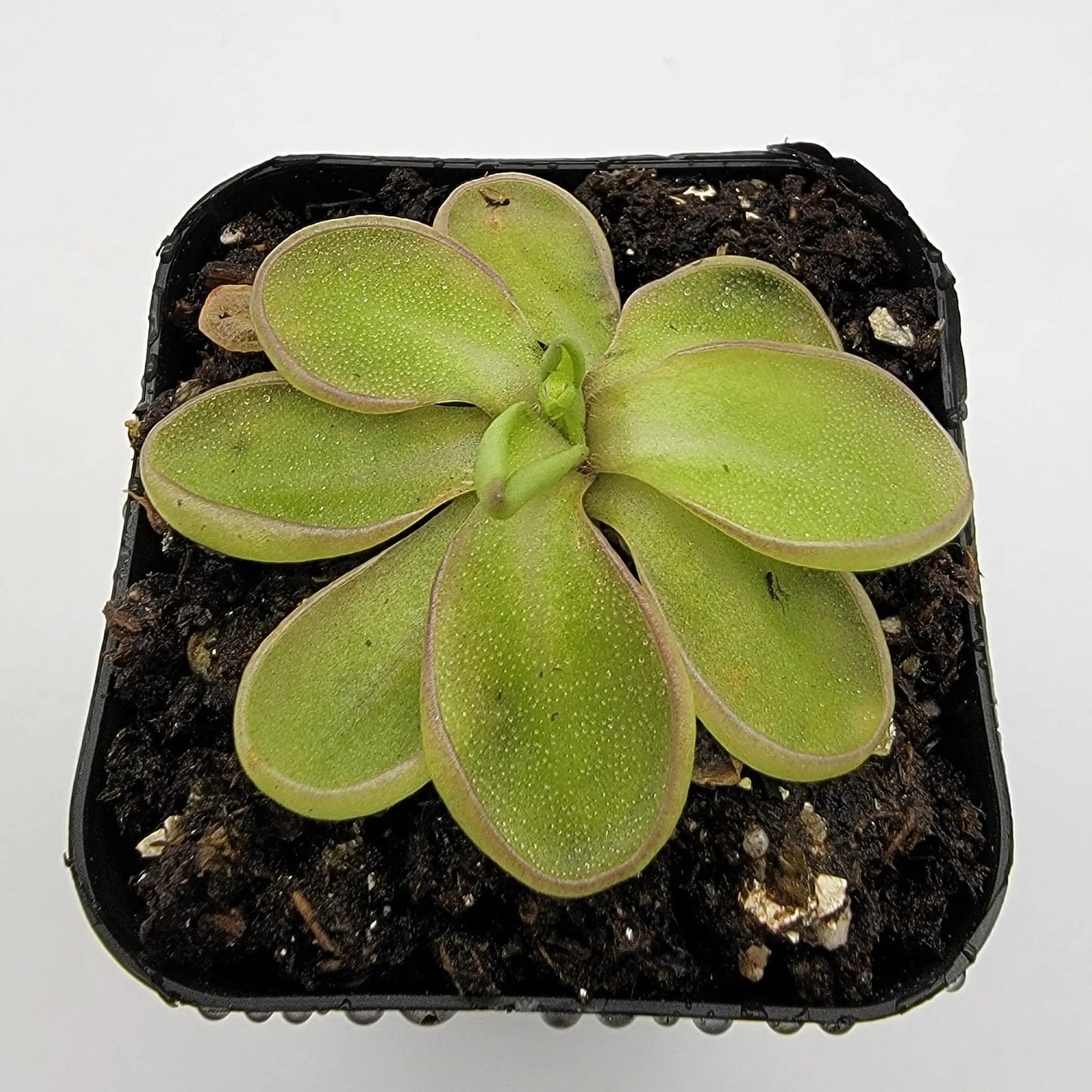 Pinguicula emarginata - Tampa Home & Garden Store