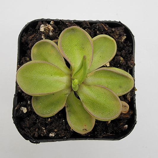 Pinguicula emarginata