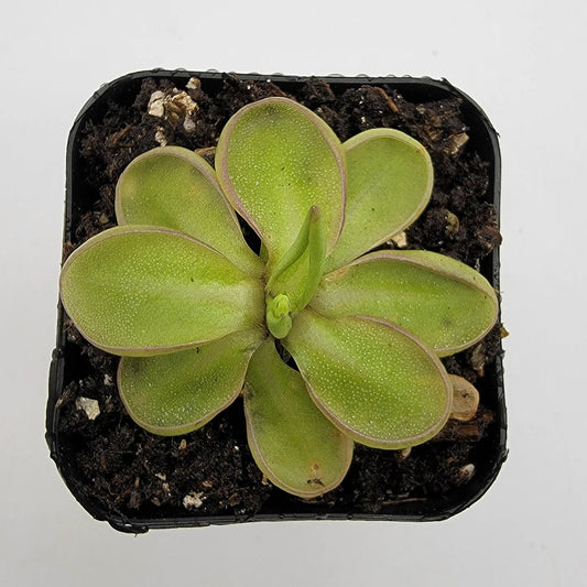 Pinguicula emarginata butterwort plant with green leaves and pink margins in a black pot on Tampa Home & Garden Store