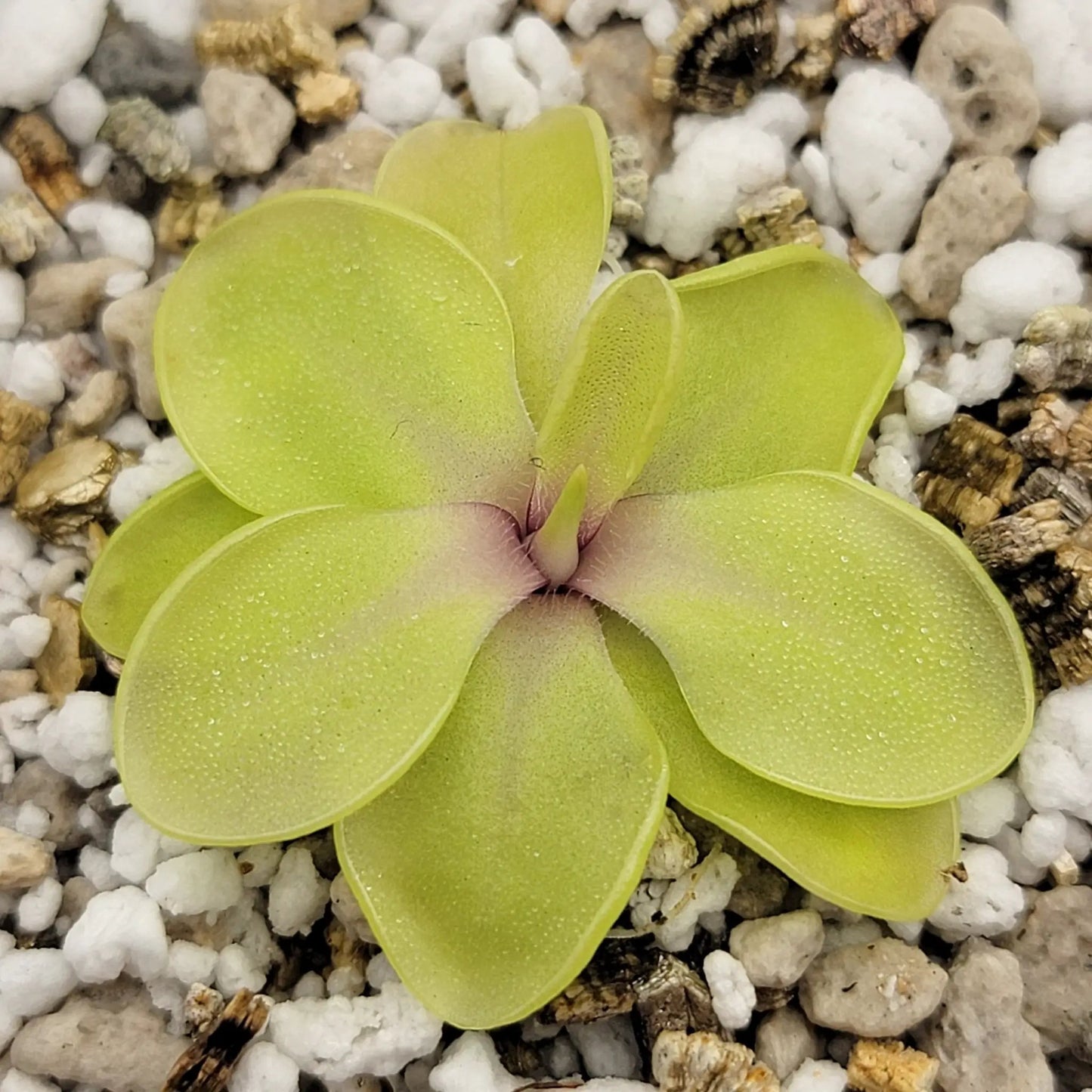 Pinguicula emarginata x cyclosecta - Tampa Home & Garden Store