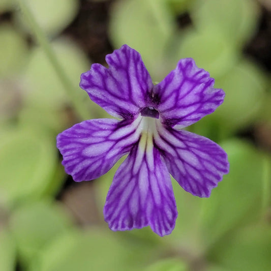 Pinguicula emarginata x cyclosecta hybrid butterwort flower with purple striped petals on Tampa Home & Garden Store