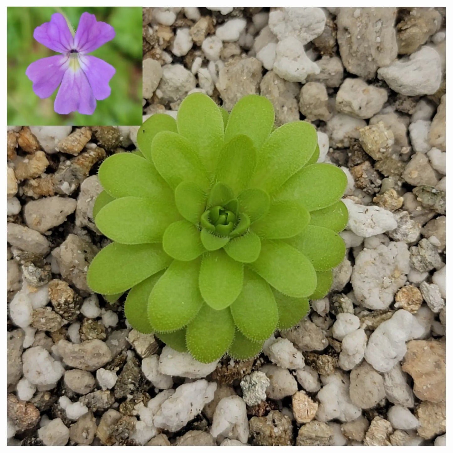 Pinguicula emarginata x gypsicola - Tampa Home & Garden Store