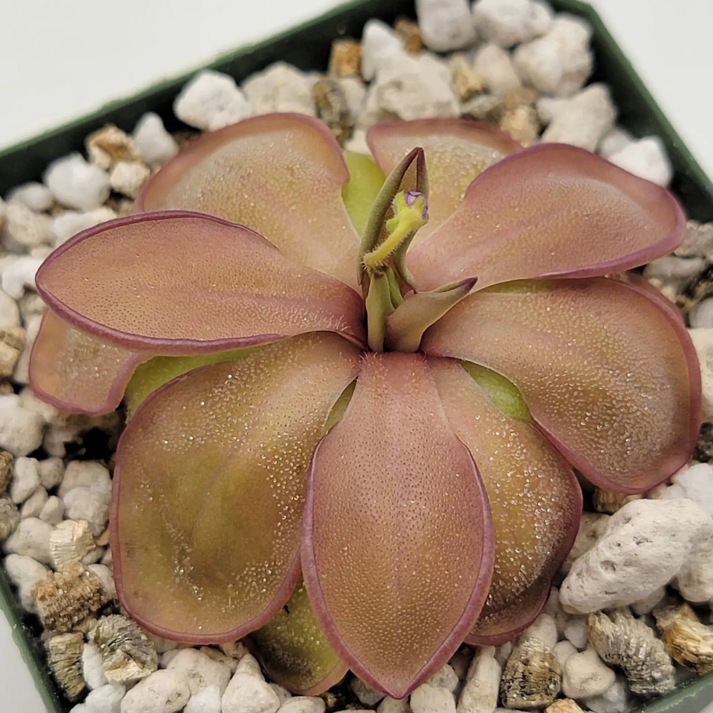 Pinguicula emarginata x hemiepiphytica - Tampa Home & Garden Store