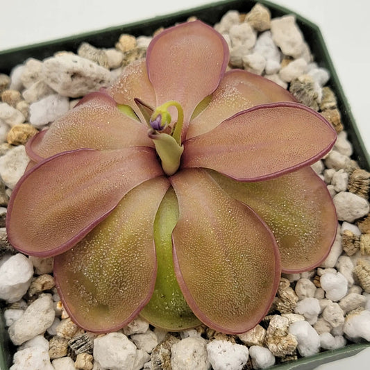 Pinguicula Emarginata x Hemiepiphytica butterwort rosette with pink leaves in rocky substrate on Tampa Home & Garden Store