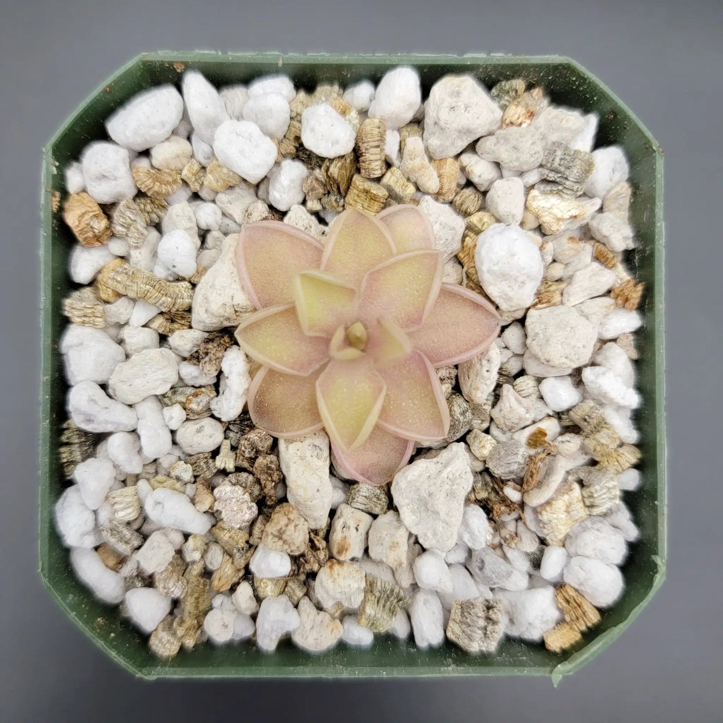 Pinguicula emarginata x jaumavensis - Tampa Home & Garden Store