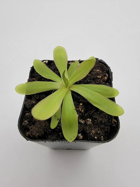 Pinguicula Emarginata Moctezumae butterwort plant in small black pot with lime-green leaves on Tampa Home & Garden Store