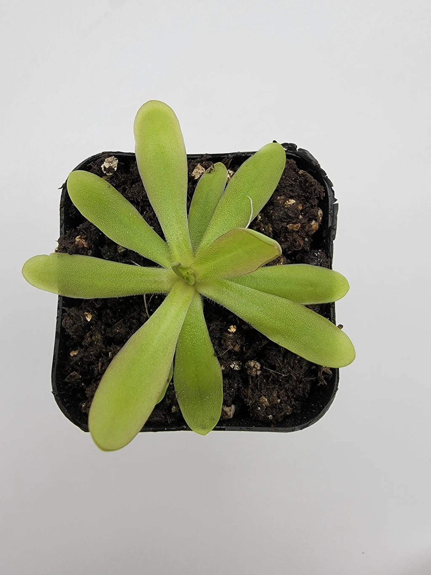 Pinguicula emarginata x moctezumae - Tampa Home & Garden Store