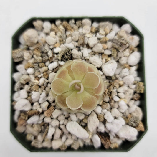 Pinguicula esseriana Buena Vista butterwort rosette in a green pot with white gravel on Tampa Home & Garden Store
