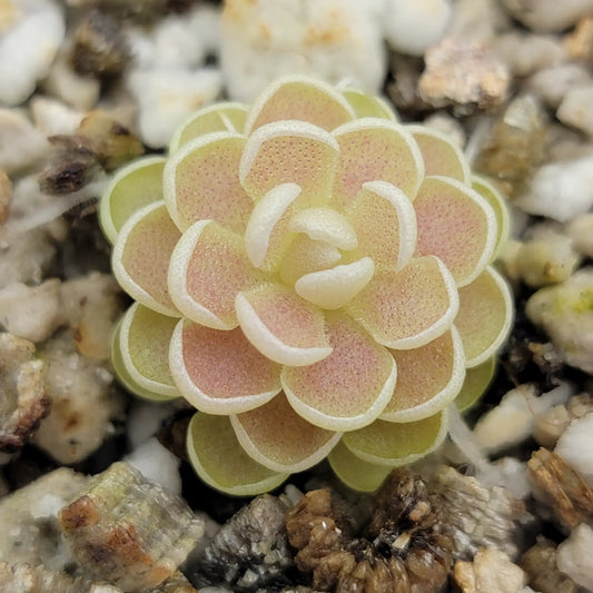 Pinguicula esseriana butterwort rosette pink centers and pale green edges Rainbow Plants in gravel on Tampa Home & Garden Store