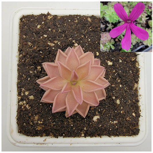 Pinguicula Estrellita star-shaped butterwort plant with pink rosette leaves and magenta bloom in a pot on Tampa Home & Garden Store