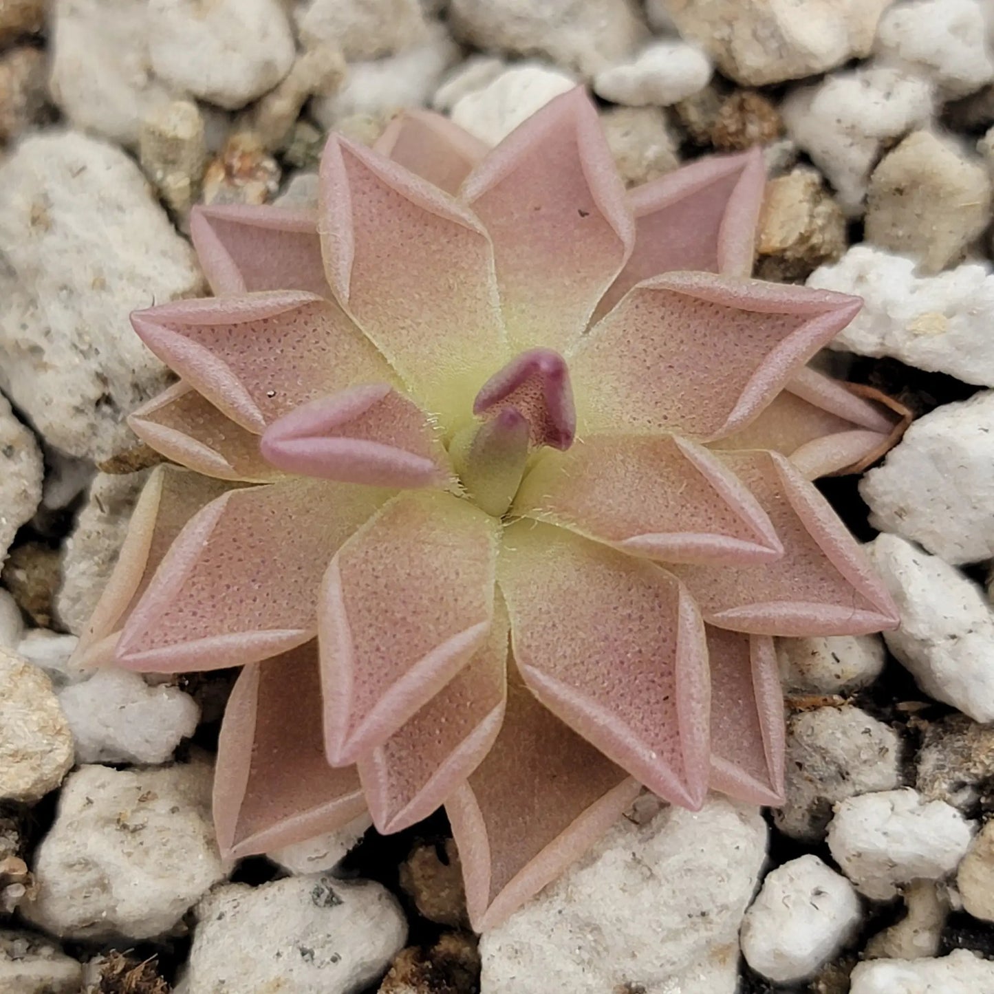 Pinguicula "Estrellita" - Tampa Home & Garden Store