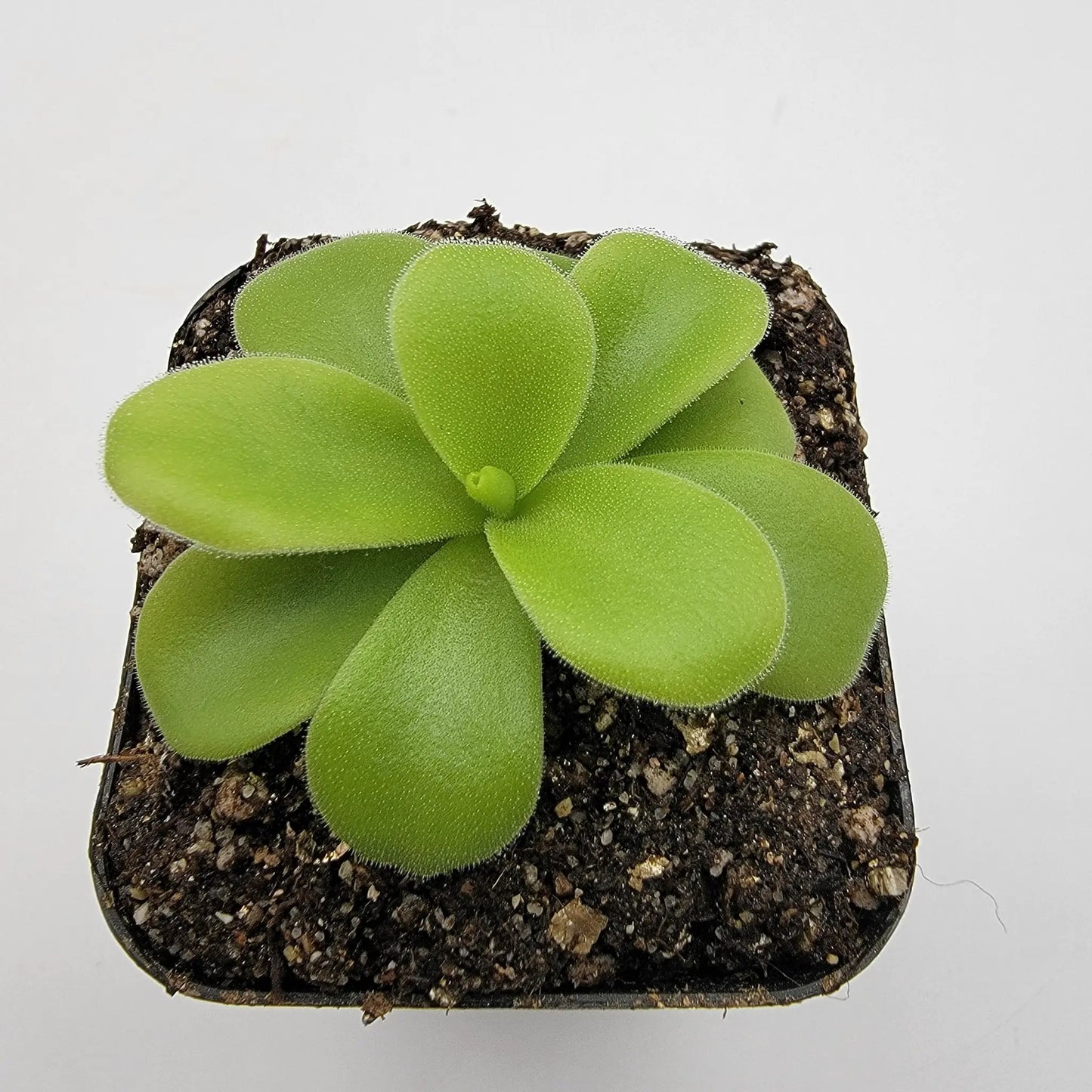 Pinguicula gigantea alba butterwort rosette with bright lime-green rounded leaves in soil on Tampa Home & Garden Store