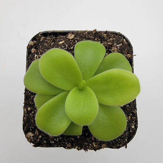 Pinguicula gigantea alba butterwort plant with bright green rounded leaves in a small pot on Tampa Home & Garden Store