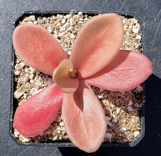 Pinguicula gigantea red butterwort live plant with fleshy red leaves in a small pot on Tampa Home & Garden Store