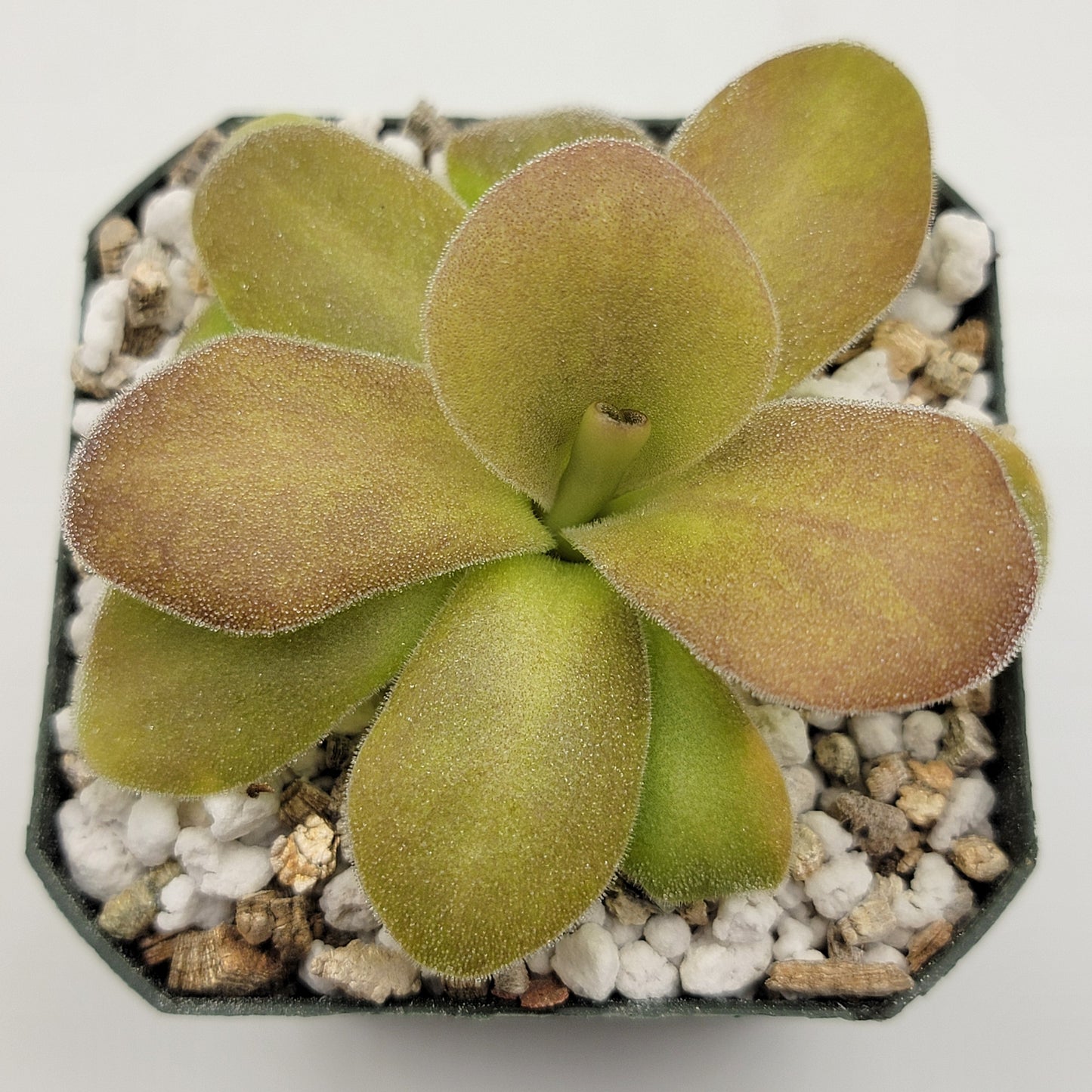 Pinguicula gigantea red x martinezii live plant