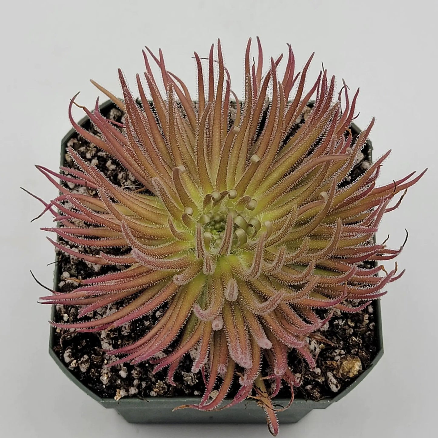 Pinguicula gypsicola {Buena Vista, San Luis Potosi, Mex} - Tampa Home & Garden Store