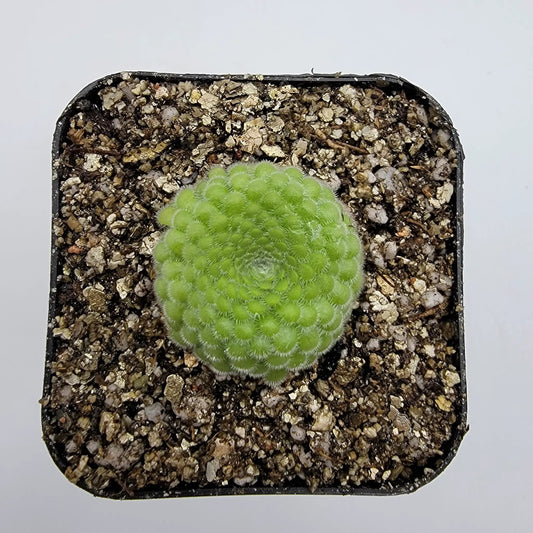 Pinguicula gypsicola butterwort rosette with green leaves in Buena Vista soil Tampa plant on Tampa Home & Garden Store