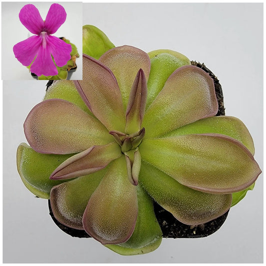 Pinguicula Hemiepiphytica butterwort plant with pink flower and green-purple rosette leaves on Tampa Home & Garden Store