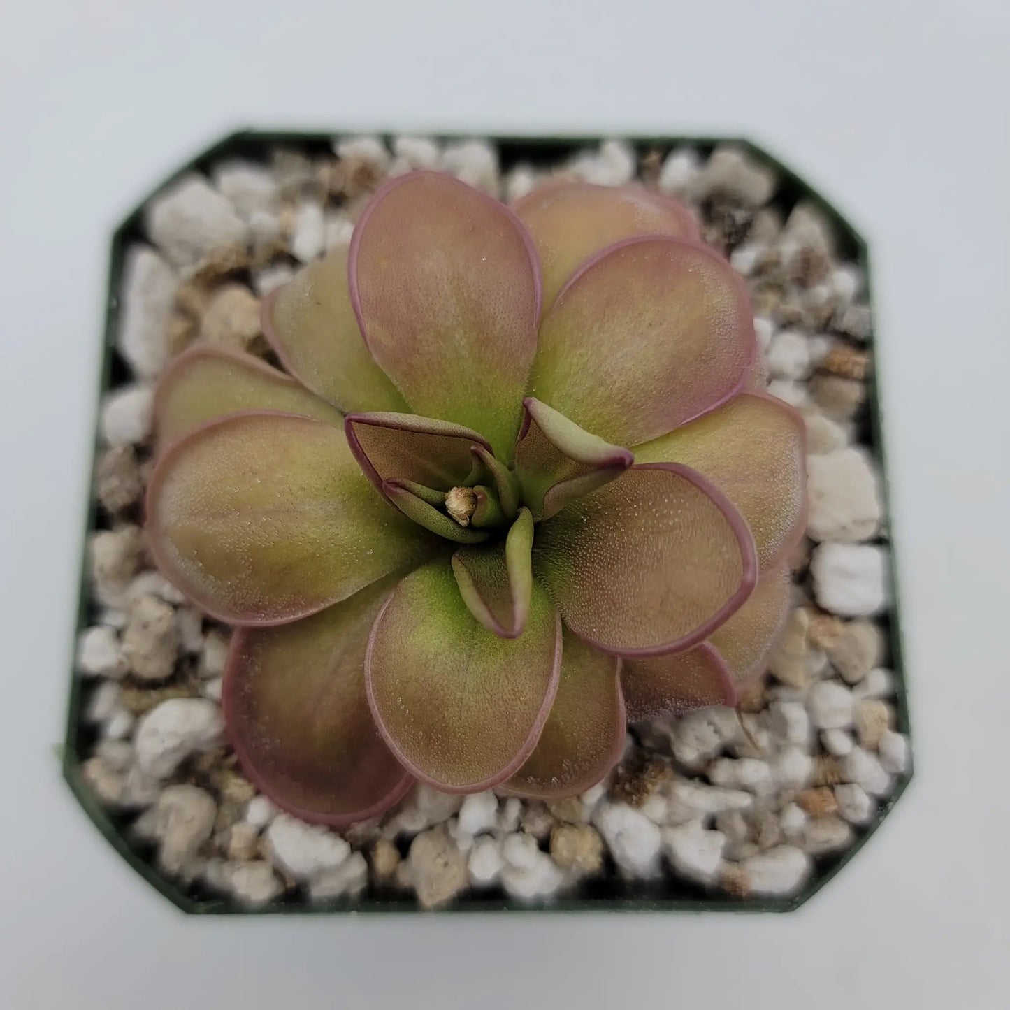 Pinguicula hemiepiphytica - Tampa Home & Garden Store