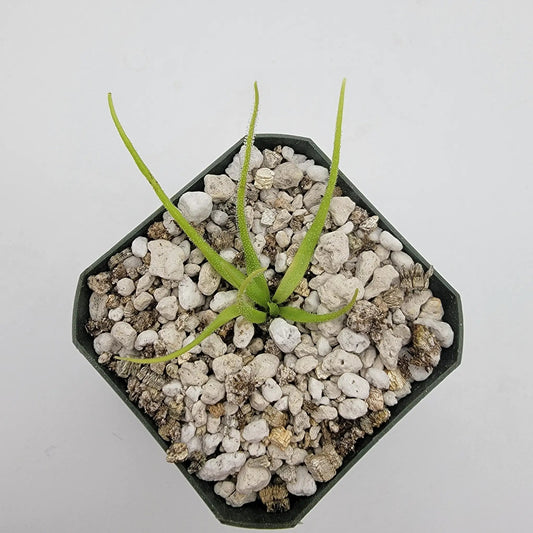 Pinguicula heterophylla butterwort plant with slender green stems in a rocky gravel pot on Tampa Home & Garden Store