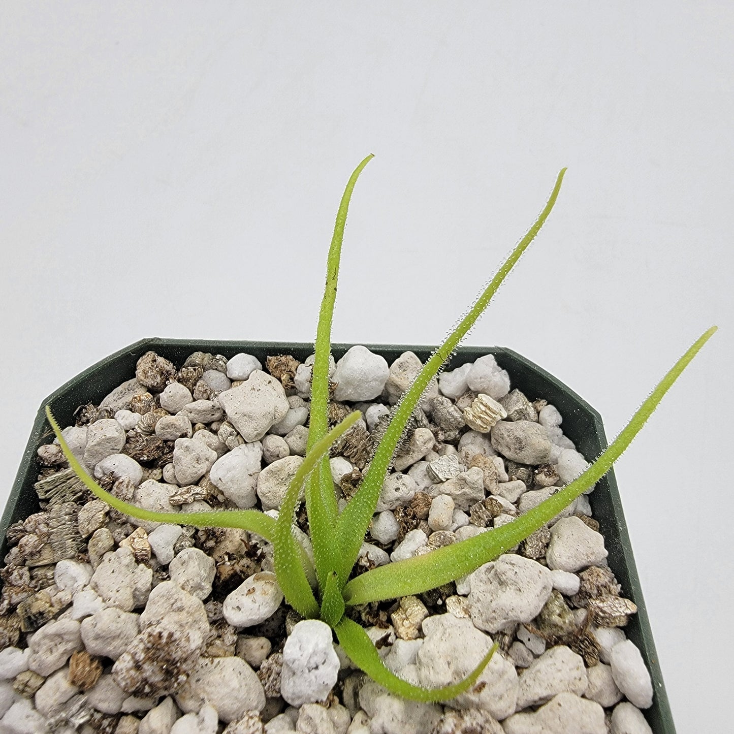 Pinguicula heterophylla - Tampa Home & Garden Store