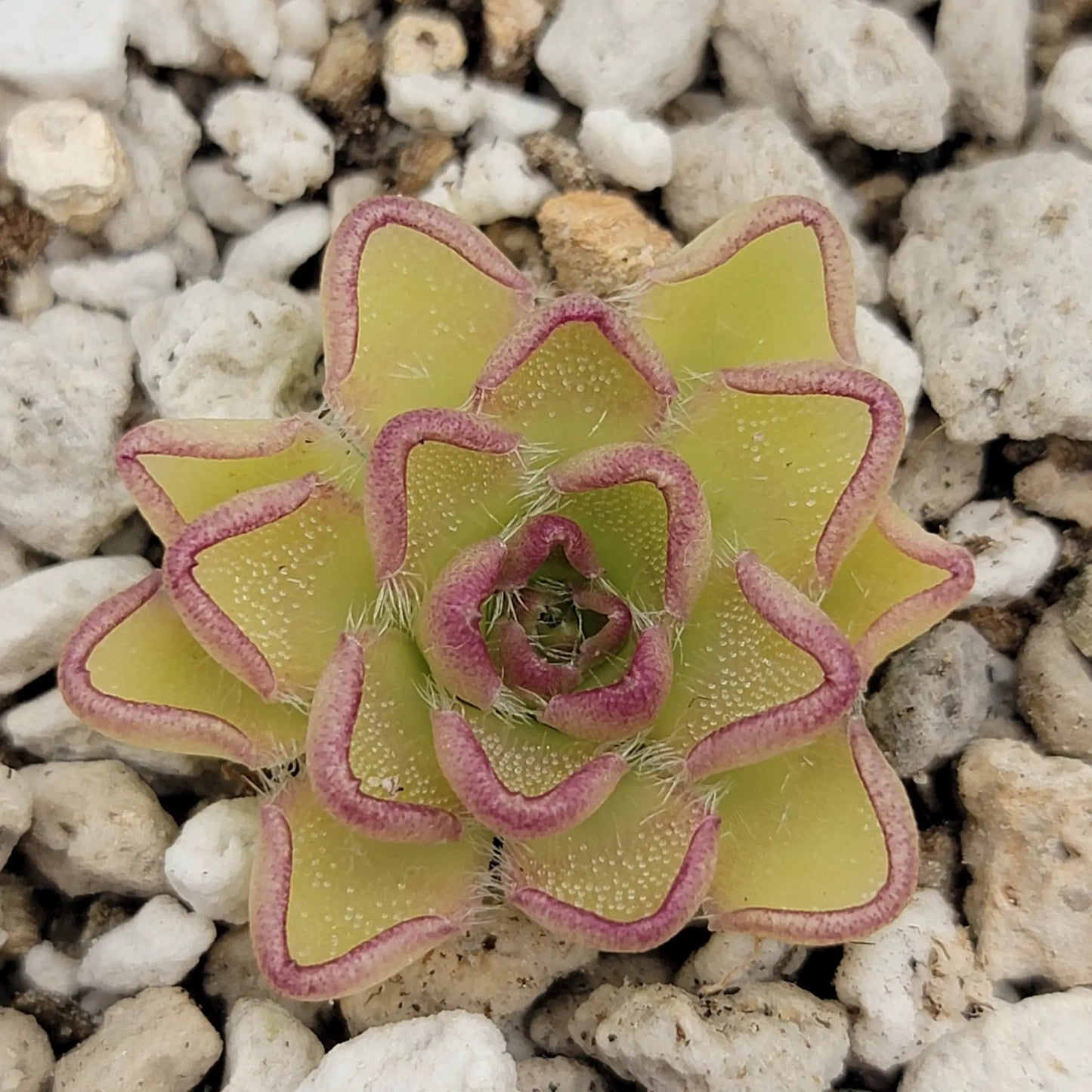 Pinguicula kondoi - Tampa Home & Garden Store