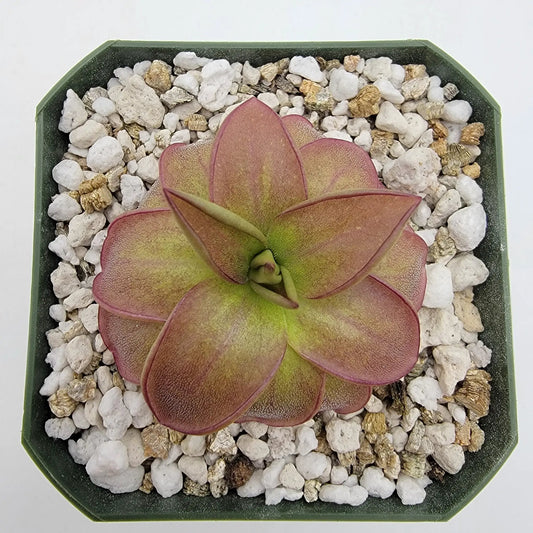 Butterwort Pinguicula laueana CP2 rosette from Oaxaca in a green pot atop white gravel on Tampa Home & Garden Store