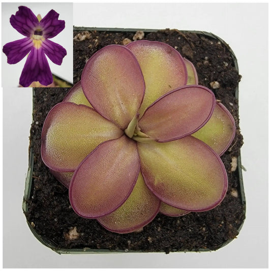 Pinguicula laueana CP2 x Emarginata Hybrid butterwort pink-green rosette with purple flower on Tampa Home & Garden Store