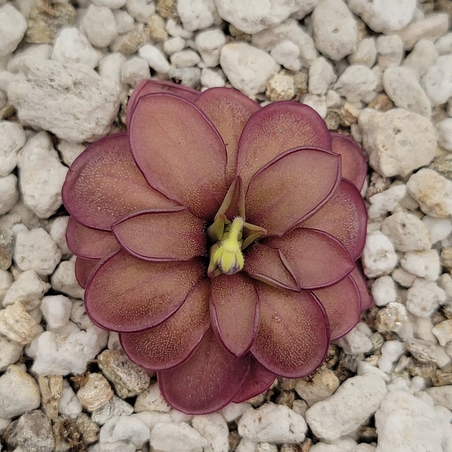 Pinguicula Laueana CP2 x Emarginata butterwort burgundy rosette on white gravel on Tampa Home & Garden Store