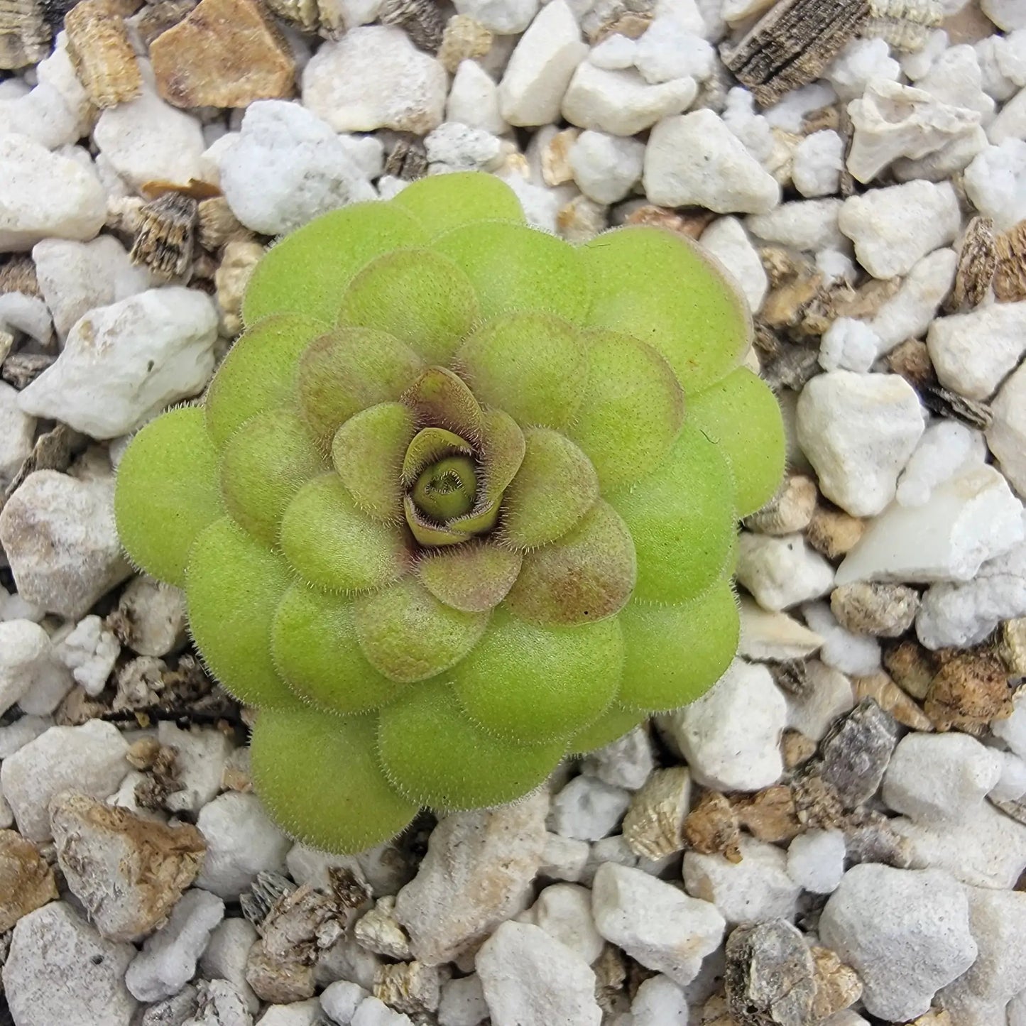 Pinguicula laueana "Crimson Flower" - Tampa Home & Garden Store