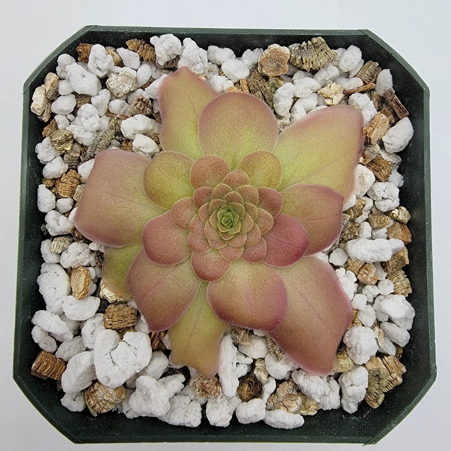 Pinguicula laueana {Sierra Mixe, Oaxaca} - Tampa Home & Garden Store