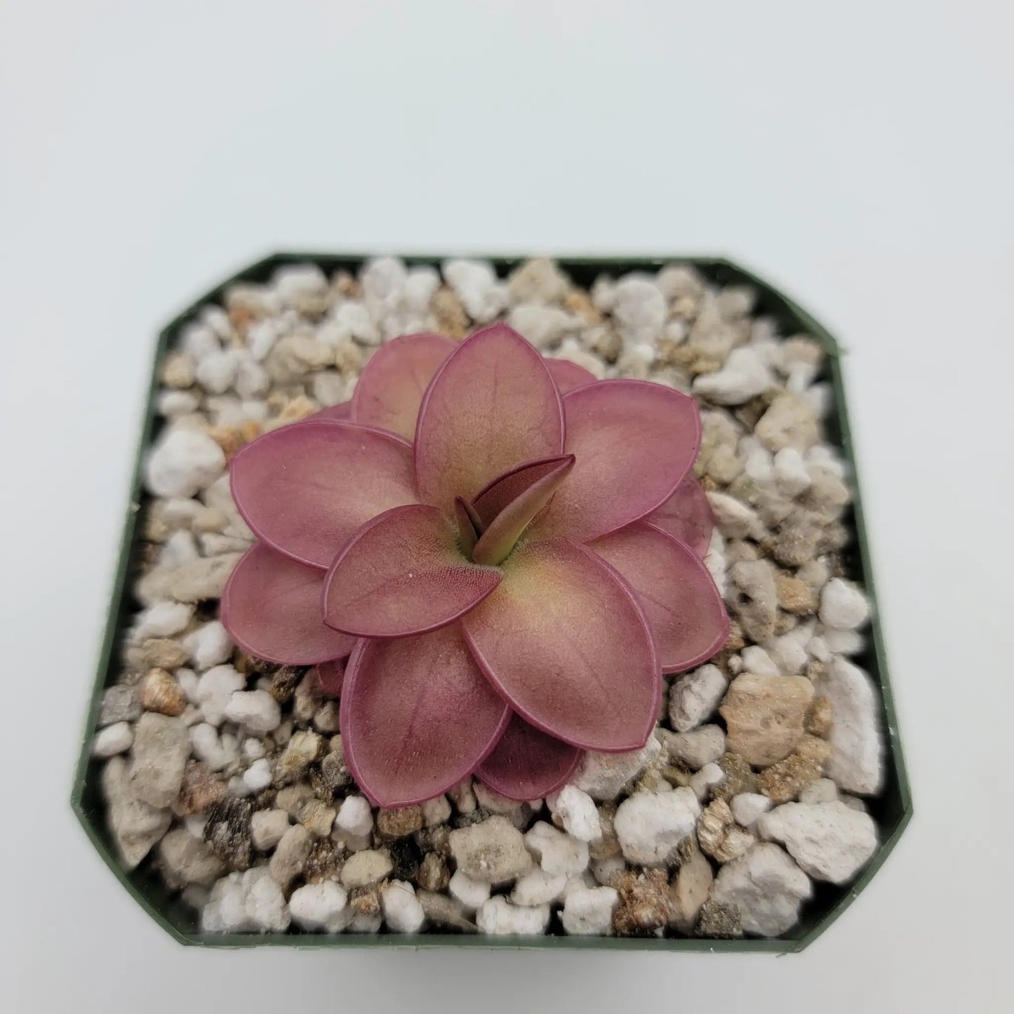 Pinguicula laueana - Tampa Home & Garden Store