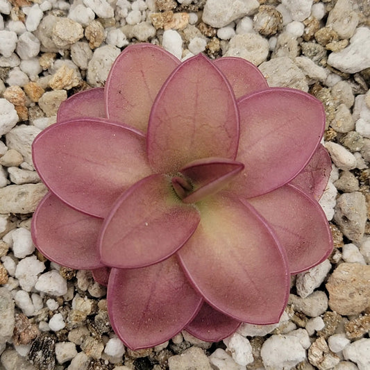 Pinguicula laueana Montane butterwort rosettes with red-purple leaves on gravel on Tampa Home & Garden Store