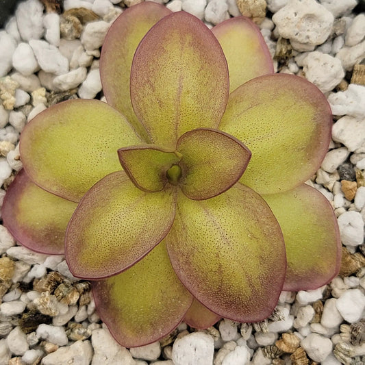 Pinguicula laueana Narrow Butterwort rosette with yellow-green leaves and pink margins on Tampa Home & Garden Store