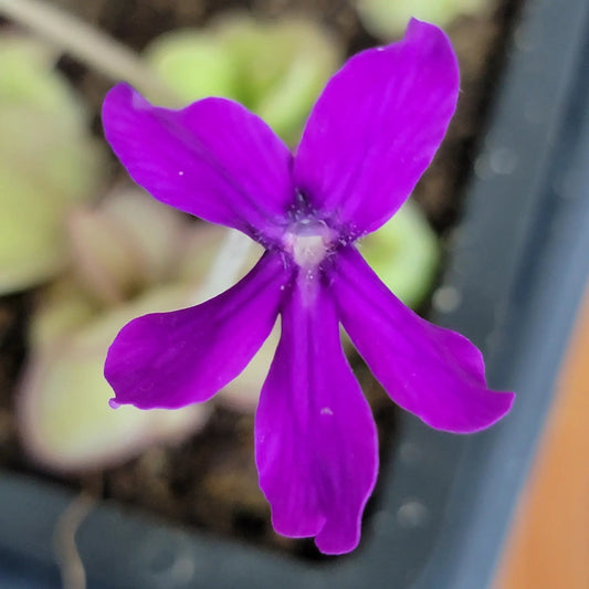 Butterwort Pinguicula laueana x Huahuapan purple flower with vivid petals on Tampa Home & Garden Store