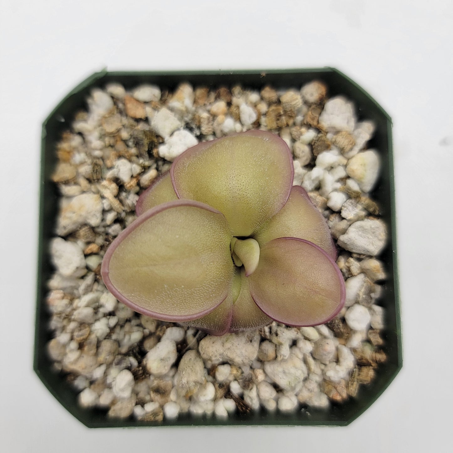 Pinguicula laueana x 'Huahuapan' - Tampa Home & Garden Store