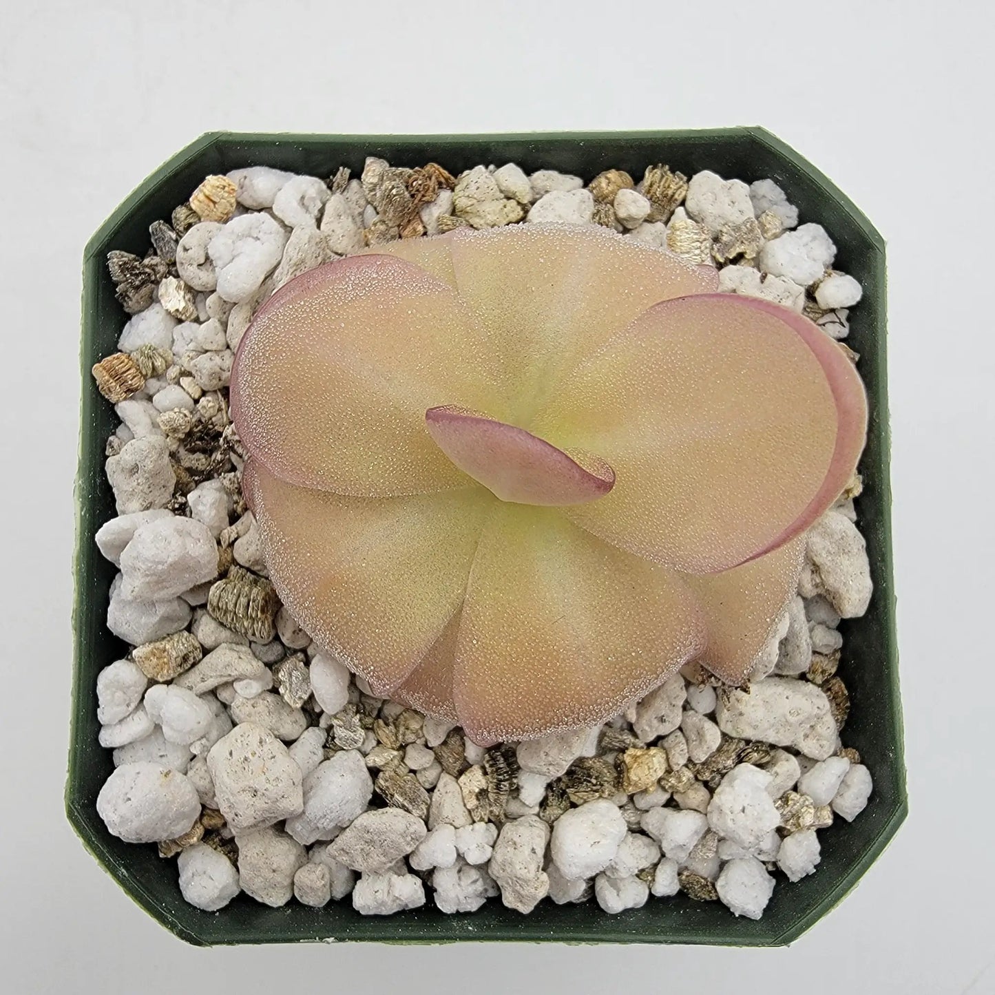 Pinguicula laueana x agnata 'El Lobo' - Tampa Home & Garden Store