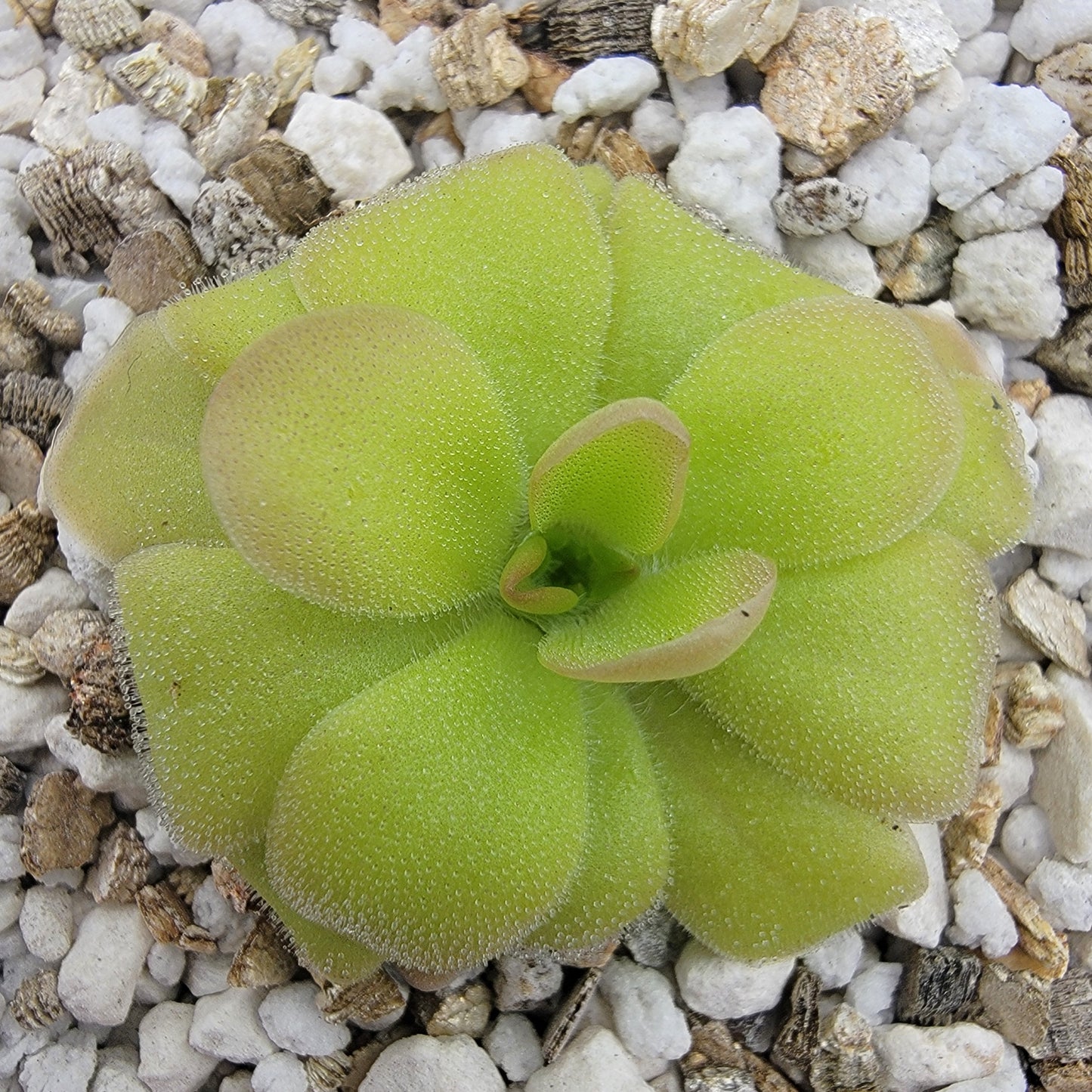Pinguicula laueana x elizabethiae live plant