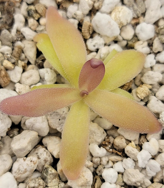 Pinguicula laueana x gypsicola butterwort with yellow leaves and pink tips among white gravel on Tampa Home & Garden Store