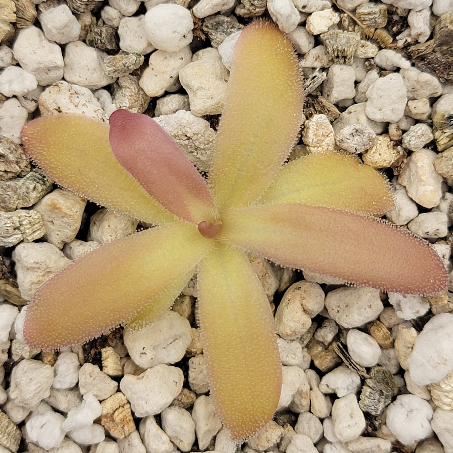 Pinguicula laueana x gypsicola - Tampa Home & Garden Store