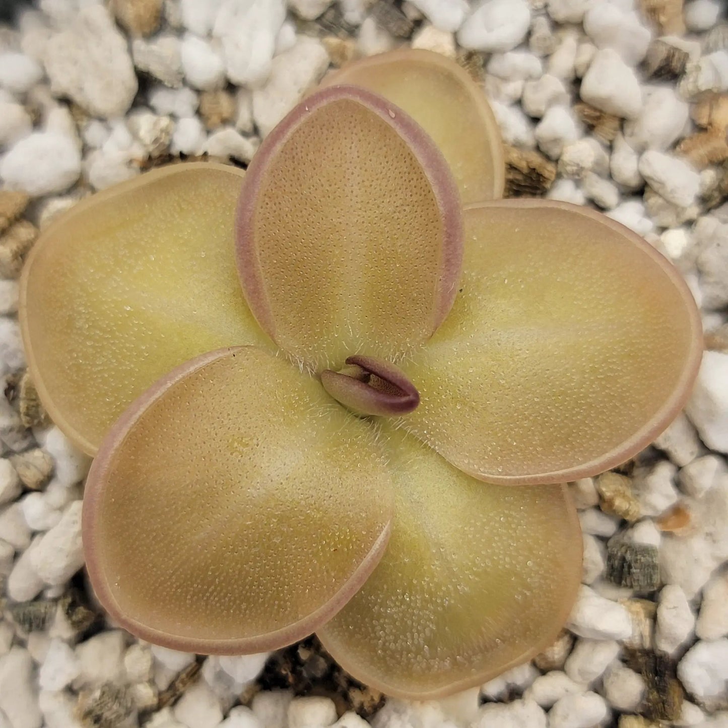 Pinguicula laueana x moranensis - Tampa Home & Garden Store
