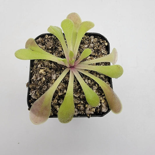 Pinguicula laxifolia butterwort rosettes in a small pot with gritty soil green-to-pink leaves on Tampa Home & Garden Store